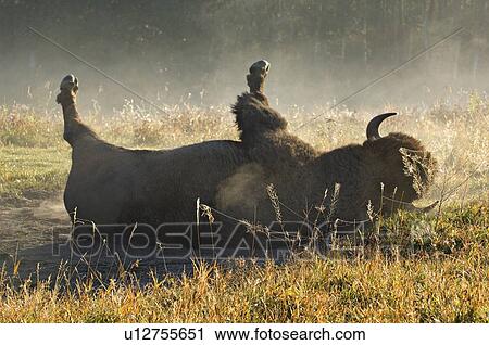 Stock Image -  sun large male bison rolling in bed dust backlit. Fotosearch