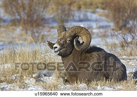 sun rocky mountain bighorn sheep laying down View Large Photo Image Stock Image - sun rocky mountain bighorn sheep laying down . Fotosearch