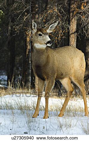 Stock Image -  sun vertical image young mule deer standing . Fotosearch