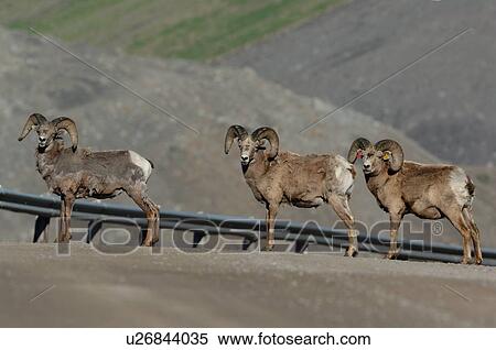 Stock Photography -  three adult male bighorn sheep standing road. Fotosearch