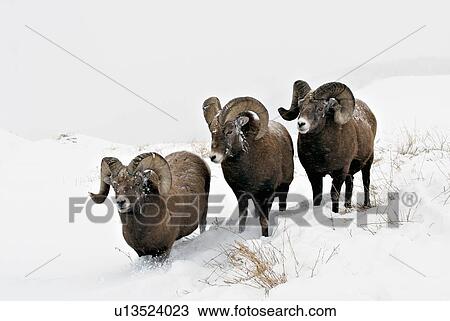 Stock Image -  three adult male rocky mountain bighorn sheep . Fotosearch