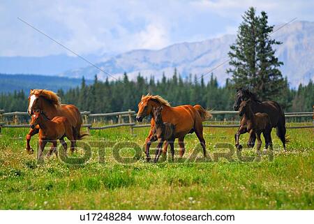 three mares colts running through lush green View Large Photo Image Picture - three mares colts running through lush green . Fotosearch