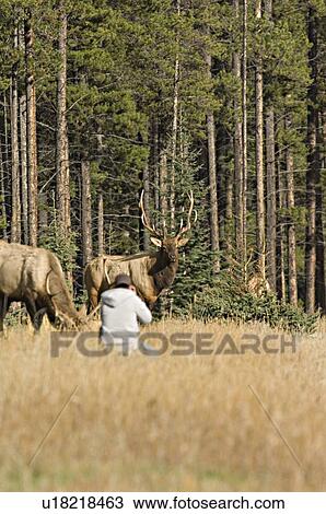 tourist getting close wild bull elk in jasper View Large Photo Image Stock Image - tourist getting close wild bull elk in jasper. Fotosearch