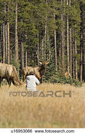 tourist getting close wild bull elk in jasper View Large Photo Image Stock Photograph - tourist getting close wild bull elk in jasper. Fotosearch
