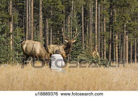 Stock Photograph -  tourist getting close wild bull elk in jasper. Fotosearch