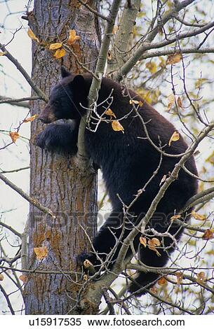 Stock Photography -  tree black bear climbing up sitting branch . Fotosearch