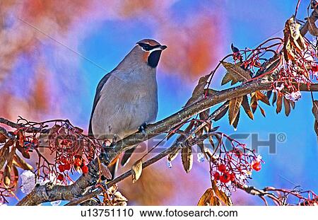 Stock Image -  tree cedar waxwing bird in colorful mountain ash. Fotosearch