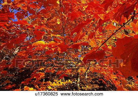 tree close up image cluster brightly colored red View Large Photo Image Stock Photography - tree close up image cluster brightly colored red. Fotosearch