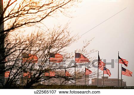 Stock Photo -  tree design logo pattern washington dc us united . Fotosearch