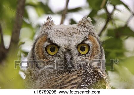 tree great horned owl fledgling perched in white View Large Photo Image Stock Photo - tree great horned owl fledgling perched in white. Fotosearch