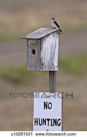 tree house spring swallow birdhouse View Large Photo Image Stock Image - tree house spring swallow birdhouse . Fotosearch
