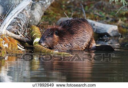 Stock Photo -  tree icon close up portrait young canadian log. Fotosearch