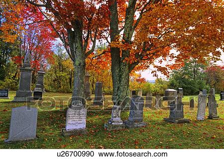 Stock Image -  tree leaf horozontal large red sugar maple . Fotosearch