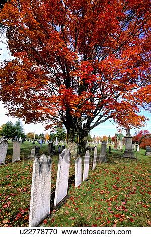 Stock Image -  tree leaf vertical image large red sugar maple. Fotosearch