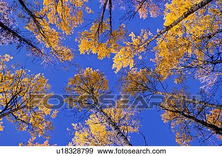 Stock Photo -  tree looking up backlit yellow tops group aspen. Fotosearch