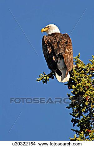 Picture -  tree mature majestic sits perched spruce top . Fotosearch