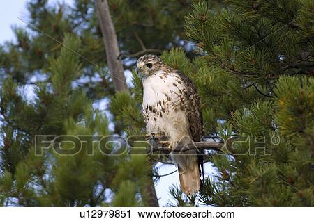 Stock Image -  tree nature beauty hunting hawk perched in pine. Fotosearch
