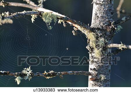 Stock Image -  tree nature beauty spiders web streched between. Fotosearch
