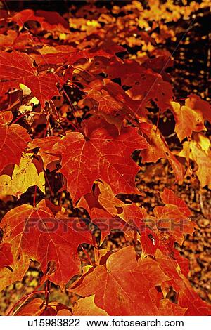 tree nature close up branch colorful red yellow View Large Photo Image Stock Image - tree nature close up branch colorful red yellow. Fotosearch