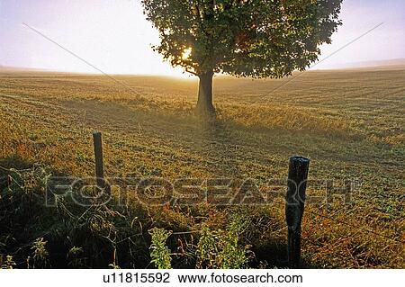 tree nature close up lone sugar maple in rural meadow View Large Photo Image Stock Image - tree nature close up lone sugar maple in rural meadow. Fotosearch