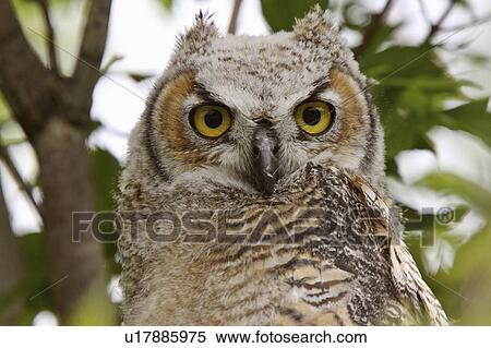 Stock Photography -  tree nature great horned owl fledgling perched. Fotosearch