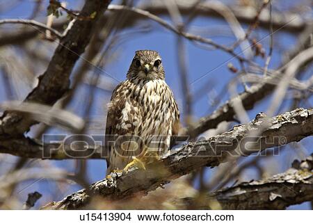 tree nature gyrfalcon perched in large falcon View Large Photo Image Picture - tree nature gyrfalcon perched in large falcon. Fotosearch