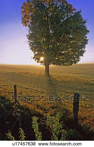 Stock Photo -  tree nature lone sugar maple in rural meadow. Fotosearch
