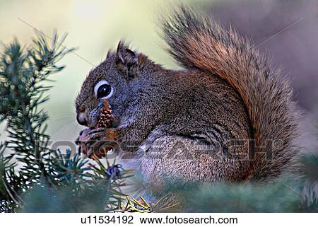 tree nature red squirrel munches acorn sitting View Large Photo Image Stock Image - tree nature red squirrel munches acorn sitting. Fotosearch