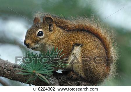 Stock Image -  tree nature red squirrel sitting branch in fir. Fotosearch