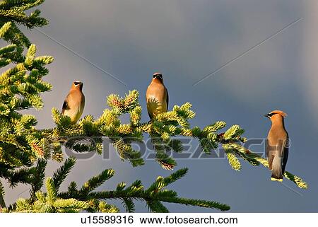 tree nature three cedar waxwing birds perched View Large Photo Image Stock Photograph - tree nature three cedar waxwing birds perched . Fotosearch