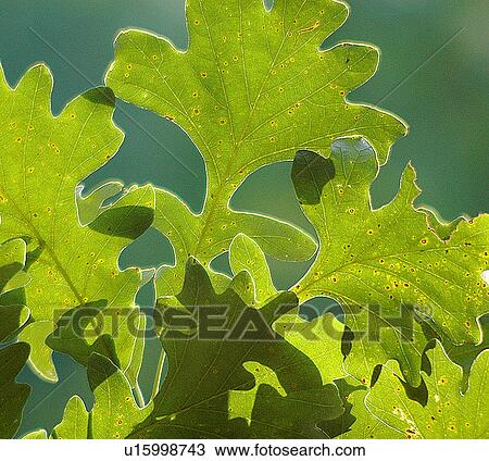 Stock Image -  tree nature white oak leaves in back lighting. Fotosearch