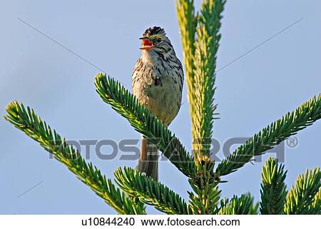 tree savanna sparrow sitting perched branch fir View Large Photo Image Stock Image - tree savanna sparrow sitting perched branch fir. Fotosearch