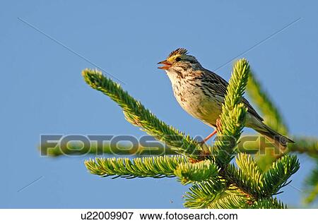 tree savanna sparrow sitting perched branch fir View Large Photo Image Stock Photo - tree savanna sparrow sitting perched branch fir. Fotosearch