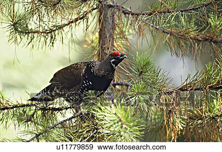 tree spring adult male franklin spruce grouse View Large Photo Image Stock Photo - tree spring adult male franklin spruce grouse . Fotosearch