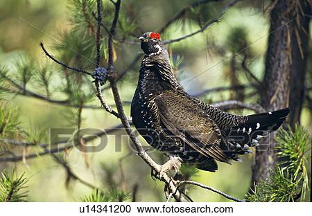 tree spring alert male spruce grouse watches for danger View Large Photo Image Stock Image - tree spring alert male spruce grouse watches for danger. Fotosearch