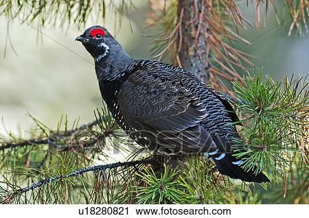 tree spring nature image adult male franklin View Large Photo Image Stock Image - tree spring nature image adult male franklin . Fotosearch