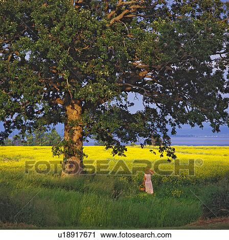 Stock Image -  tree summer north hero vermont in lake champlain. Fotosearch