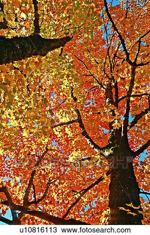 Stock Image -  tree sun looking up tall maple its fall foligage. Fotosearch