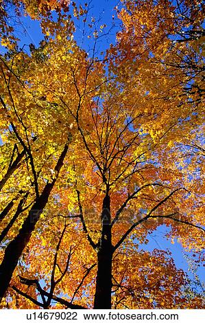 tree sun looking up tall maple its fall foligage View Large Photo Image Stock Image - tree sun looking up tall maple its fall foligage. Fotosearch