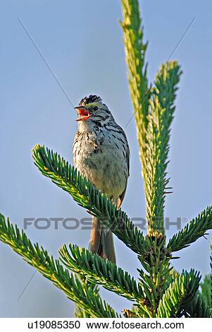 Stock Image -  tree vertical image savanna sparrow sitting fir. Fotosearch