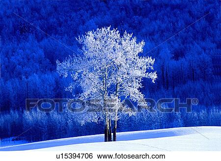 tree winter beauty frosted aspen standing View Large Photo Image Stock Photograph - tree winter beauty frosted aspen standing . Fotosearch