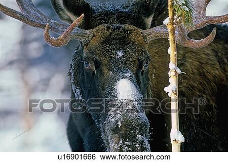 tree winter close up image bull moose finished View Large Photo Image Stock Photograph - tree winter close up image bull moose finished. Fotosearch
