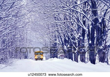 tree winter school going cold day in jericho vt View Large Photo Image Stock Image - tree winter school going cold day in jericho vt. Fotosearch