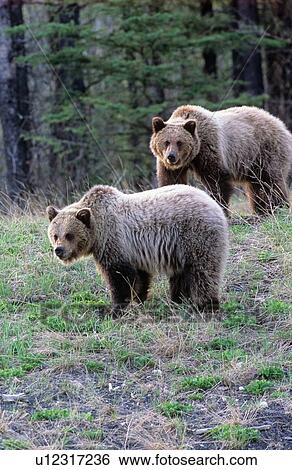 Stock Photograph -  two juvenile grizzly bears foraging fresh clover. Fotosearch