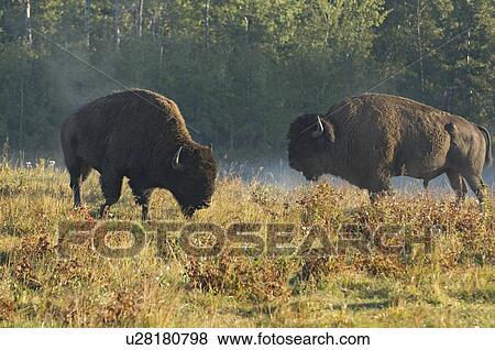 Stock Photo -  two large male bison showing agressive action . Fotosearch