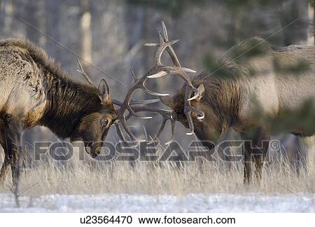 two mature bull elk agressive pushing shoving View Large Photo Image Stock Image - two mature bull elk agressive pushing shoving. Fotosearch