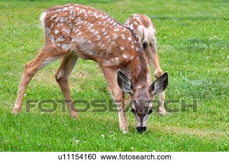 Stock Image -  two mule deer fawns foraging green lawn grass . Fotosearch