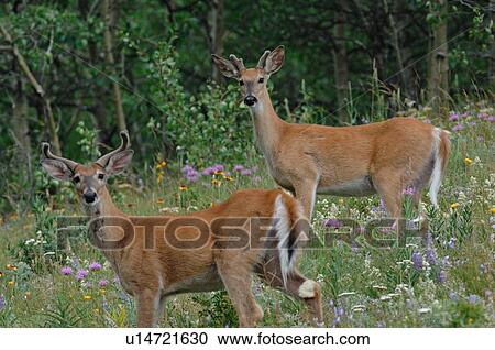 two whitetail deer standing lush hillside View Large Photo Image Stock Image - two whitetail deer standing lush hillside . Fotosearch