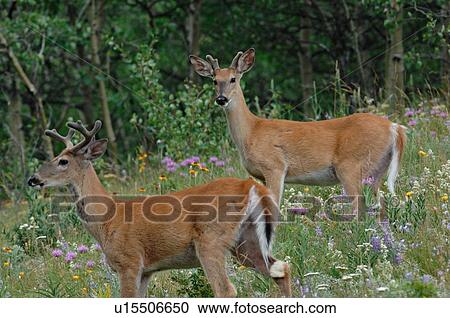 Stock Image -  two whitetail deer standing lush hillside . Fotosearch