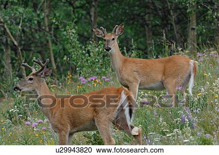 two whitetail deer standing lush hillside View Large Photo Image Stock Image - two whitetail deer standing lush hillside . Fotosearch